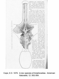 Cope's original description of the Amphicoelias fragment.